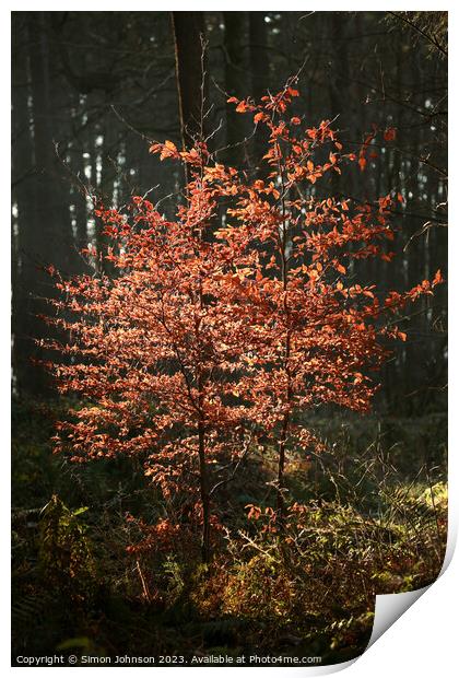 sunlit beech tree  Print by Simon Johnson