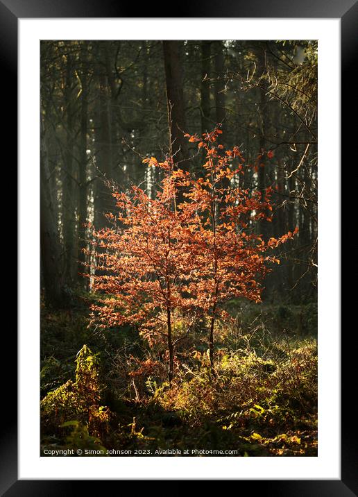 Sunlit beech trees Framed Mounted Print by Simon Johnson
