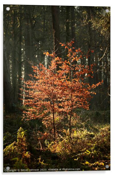 Sunlit beech trees Acrylic by Simon Johnson
