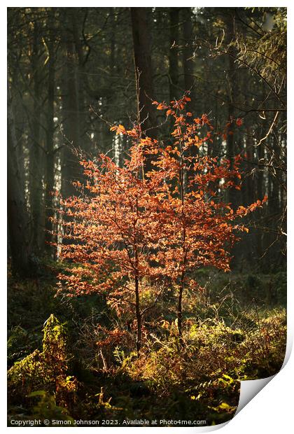 Sunlit beech trees Print by Simon Johnson