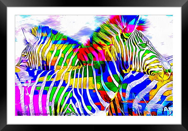 Resting Zebras A Contemporary Art Piece Framed Mounted Print by David Mccandlish