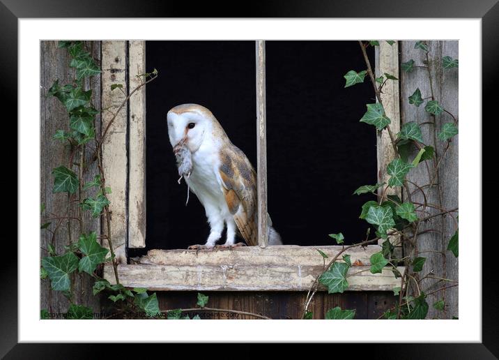 Barn Owl with mouse Framed Mounted Print by Gemma De Cet