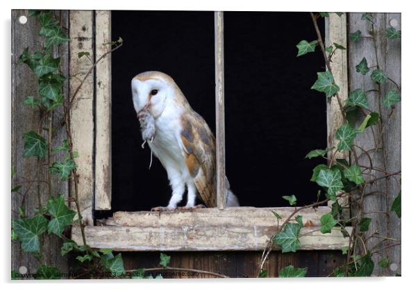 Barn Owl with mouse Acrylic by Gemma De Cet
