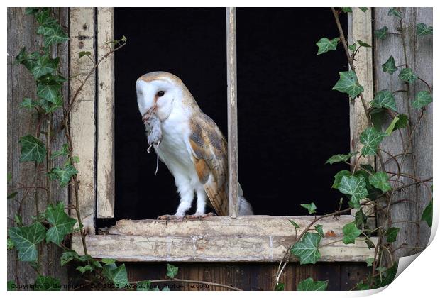 Barn Owl with mouse Print by Gemma De Cet