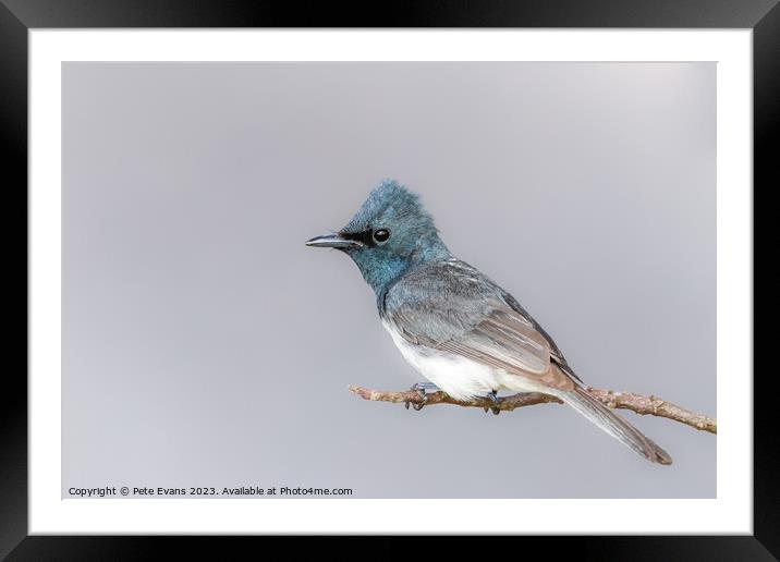 Pretty in Blue Framed Mounted Print by Pete Evans