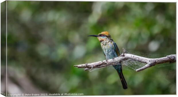 Animal bird Canvas Print by Pete Evans