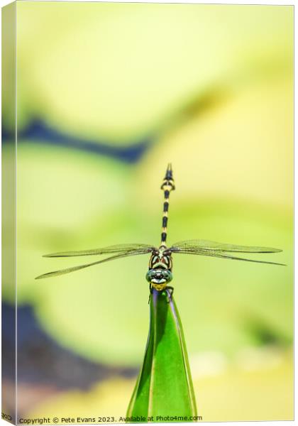 Australian Tiger Dragonfly Canvas Print by Pete Evans