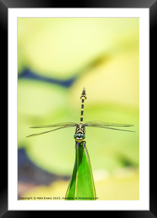 Australian Tiger Dragonfly Framed Mounted Print by Pete Evans