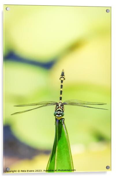 Australian Tiger Dragonfly Acrylic by Pete Evans