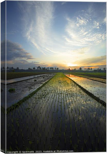 Sunset Java Indonesian farmer growing rice crops Asia Canvas Print by Spotmatik 