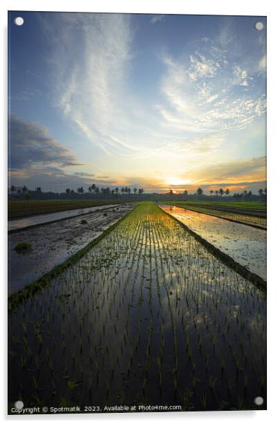 Sunset Java Indonesian farmer growing rice crops Asia Acrylic by Spotmatik 