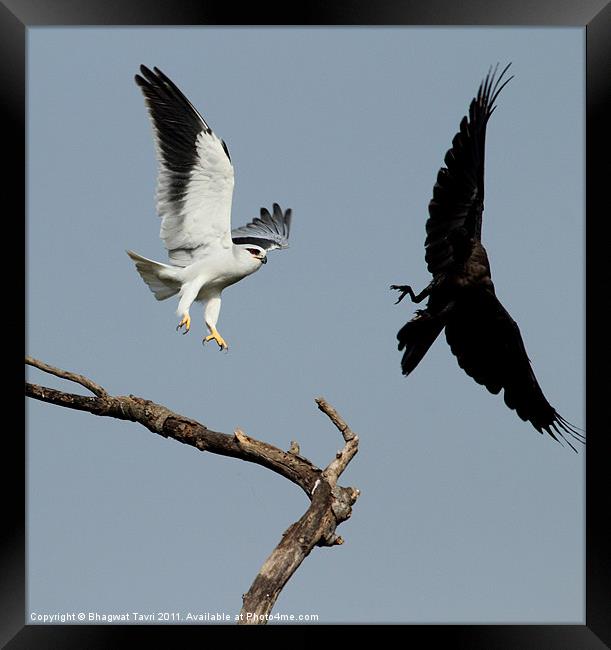 Black-shouldered Kite keeping away House Crow Framed Print by Bhagwat Tavri