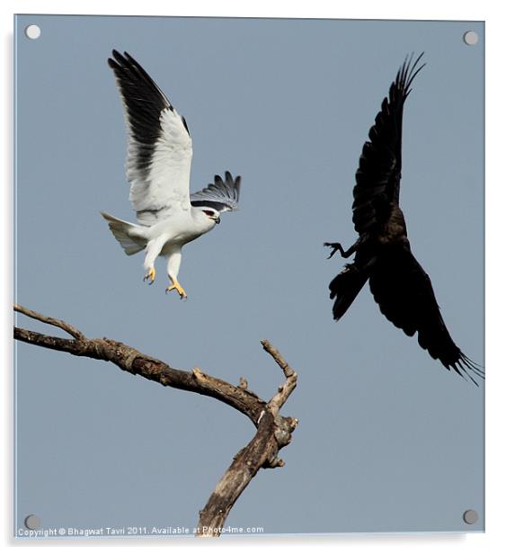 Black-shouldered Kite keeping away House Crow Acrylic by Bhagwat Tavri