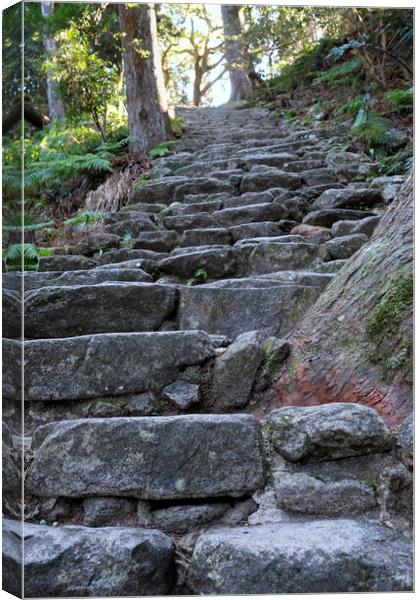 Steep stairs leading through a forest  Canvas Print by Lensw0rld 