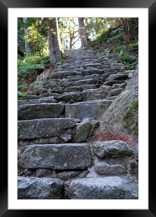 Steep stairs leading through a forest  Framed Mounted Print by Lensw0rld 