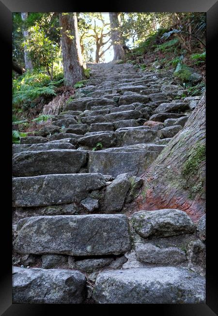 Steep stairs leading through a forest  Framed Print by Lensw0rld 