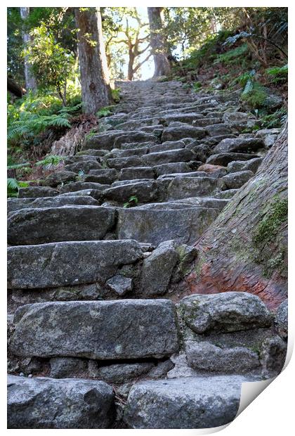 Steep stairs leading through a forest  Print by Lensw0rld 