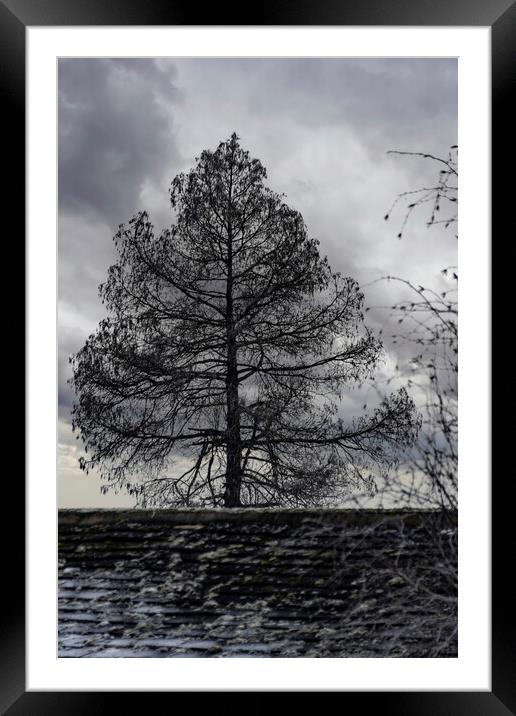 Winter Tree 2023 Framed Mounted Print by Glen Allen