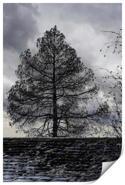 Winter Tree 2023 Print by Glen Allen