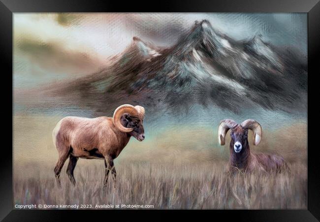 Two Big Horn Sheep Framed Print by Donna Kennedy