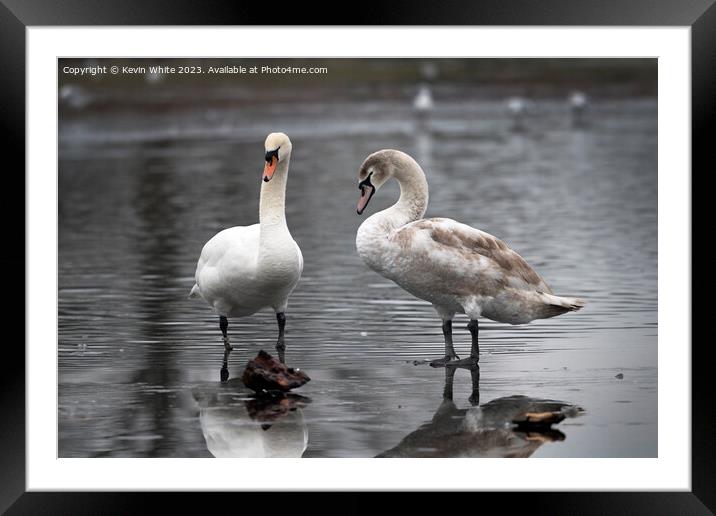 Adult mute swan experiencing thin ice with juvenile Framed Mounted Print by Kevin White