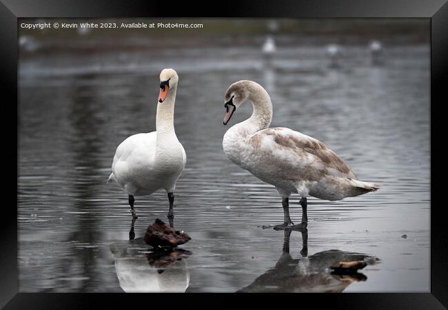 Adult mute swan experiencing thin ice with juvenile Framed Print by Kevin White