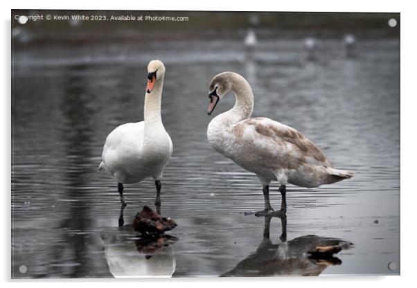 Adult mute swan experiencing thin ice with juvenile Acrylic by Kevin White