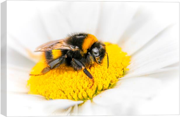 Bee on Flower Canvas Print by Stephen Young