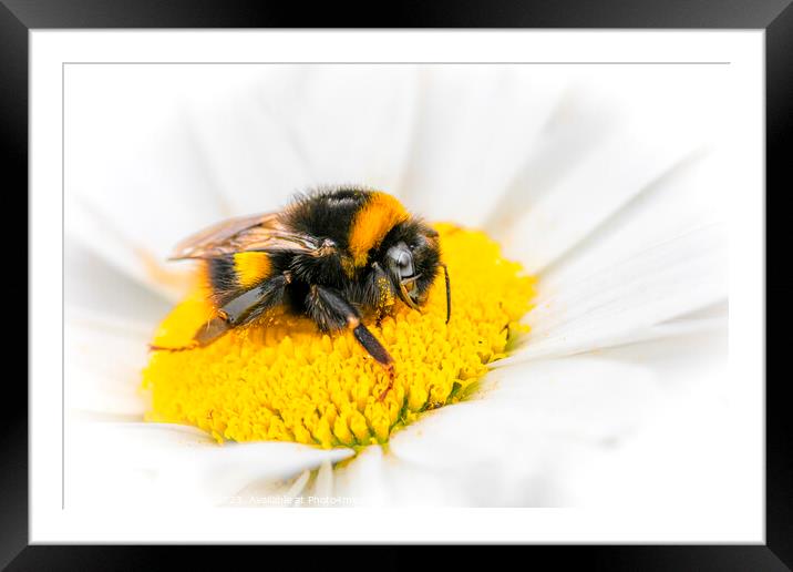 Bee on Flower Framed Mounted Print by Stephen Young