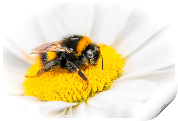 Bee on Flower Print by Stephen Young
