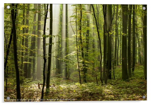 Misty Woods Acrylic by Slawek Staszczuk