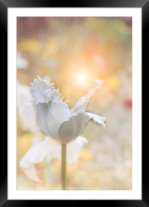 Dusty White Tulip Flower Framed Mounted Print by Stephen Young