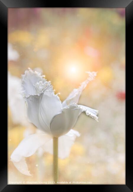 Dusty White Tulip Flower Framed Print by Stephen Young