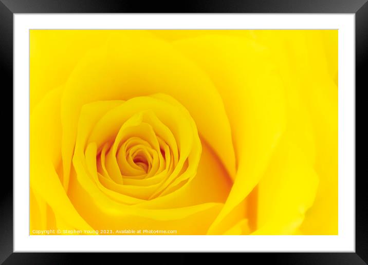 Yellow Rose Framed Mounted Print by Stephen Young