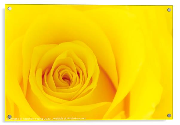 Yellow Rose Acrylic by Stephen Young