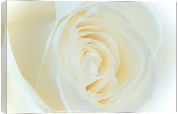 White Rose Flower Canvas Print by Stephen Young