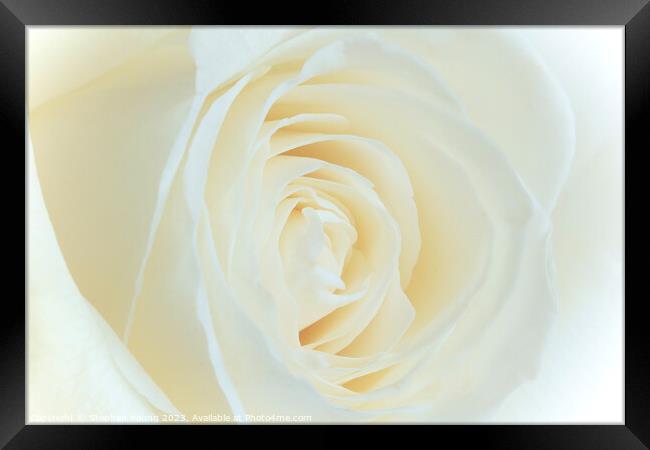 White Rose Flower Framed Print by Stephen Young
