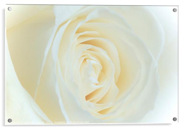 White Rose Flower Acrylic by Stephen Young