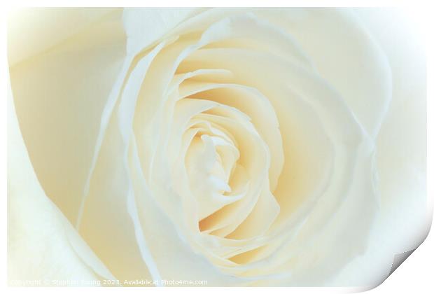 White Rose Flower Print by Stephen Young