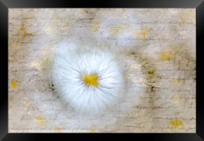 Daisy Love Letter Framed Print by Stephen Young
