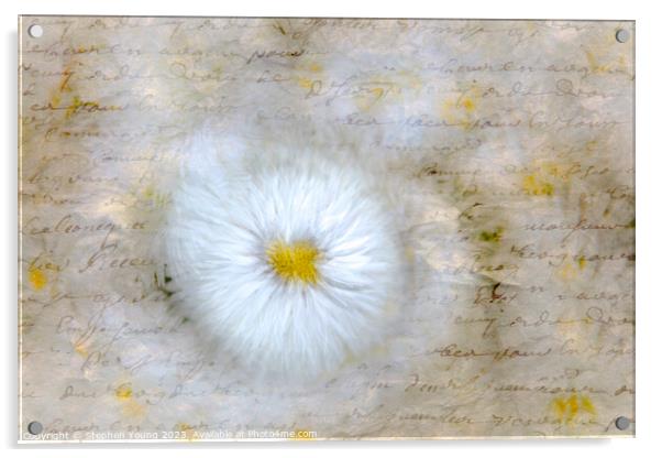 Daisy Love Letter Acrylic by Stephen Young