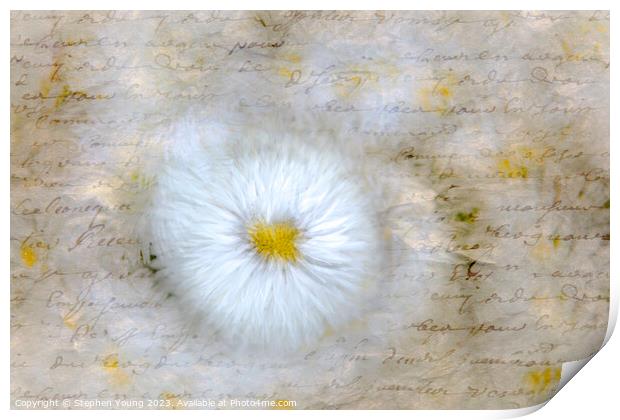 Daisy Love Letter Print by Stephen Young