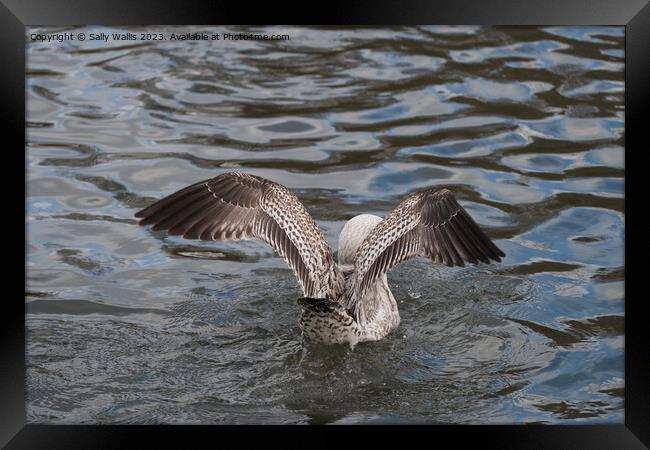 Herring Gull landing Framed Print by Sally Wallis