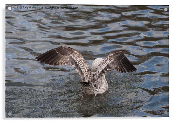 Herring Gull landing Acrylic by Sally Wallis
