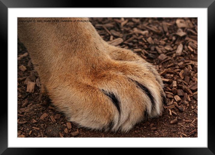 Lion's Paw Framed Mounted Print by Sally Wallis