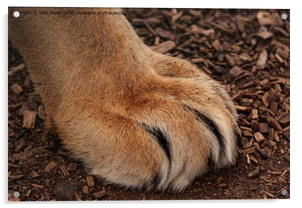 Lion's Paw Acrylic by Sally Wallis