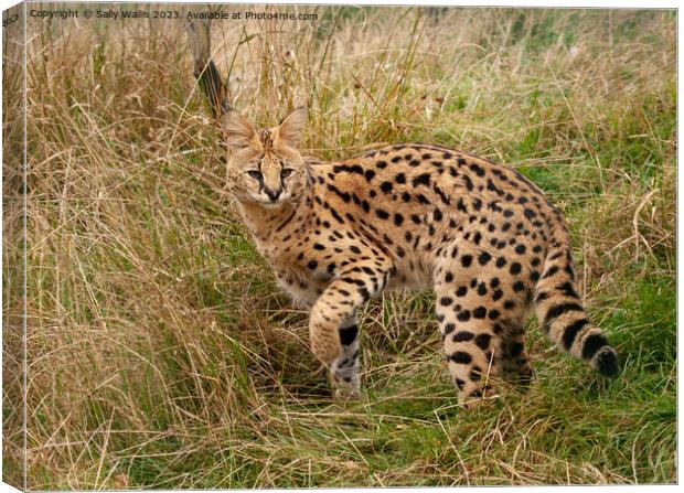 Serval Cat turning Canvas Print by Sally Wallis