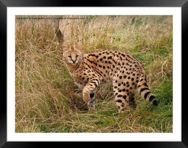 Serval Cat turning Framed Mounted Print by Sally Wallis
