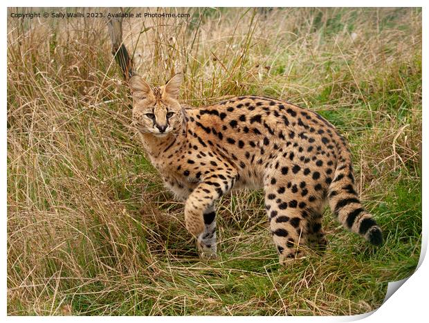 Serval Cat turning Print by Sally Wallis