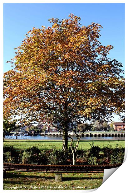 Autumn gold Print by Terri Waters